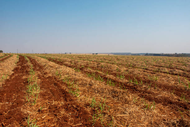istock farm with land ready to plant 1338590241