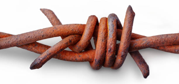 Barbed wire macro on pure white background Macro detail view or textured and tethered segment of old barbed wire. rusty barb stock pictures, royalty-free photos & images