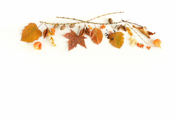 istock Autumn fall pattern background isolated on white backdrop top view with copy space.Autumn composition. 1338590705