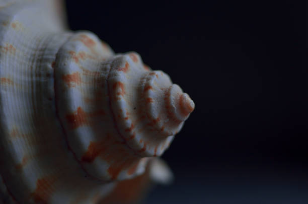 macro conchas marinas sobre fondo azul oscuro - remote shell snail isolated fotografías e imágenes de stock