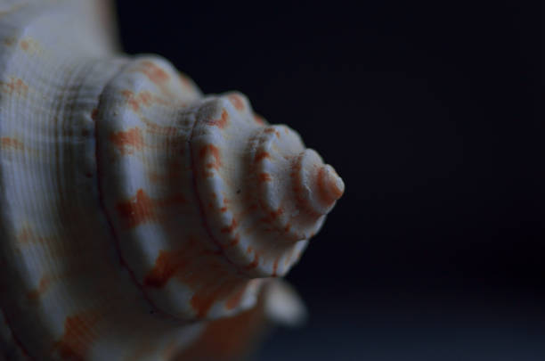 macro coquillages sur fond bleu foncé - sea snail photos et images de collection