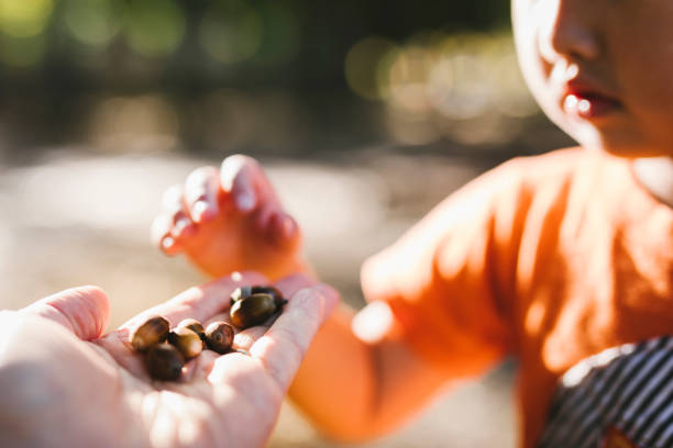 Asian girl taking acorns from her father's hand in autumn.