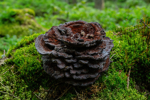 one black colored sponge mushroom on moss ground in a European forest