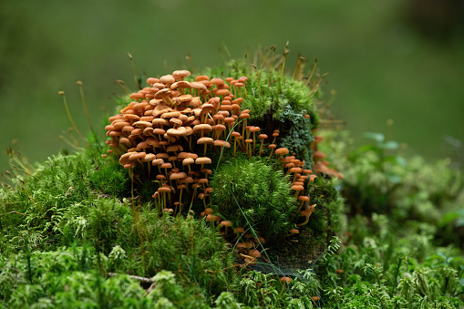 cluster of small orange tree mushrooms and moss in an Austrian forest