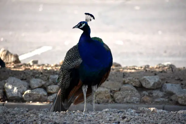 Photo of Beautiful majestic peacock bird animal