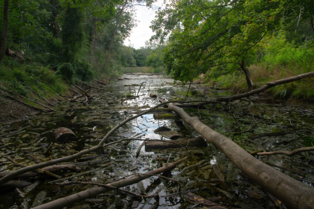 istock driftwood in a swamp 1338596439