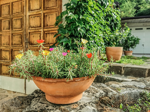 Potted Moss Roses or Portulaca on the Steps