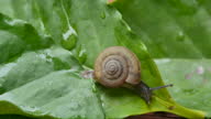 istock Close-up of a snail slowly creeping on green leaf in macro mode 1338599358
