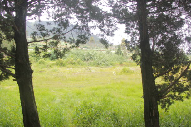 istock two pine trees on the edge of the savanna 1338600913