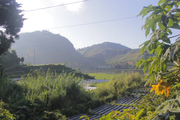 istock terraced hills used for growing potatoes 1338601154