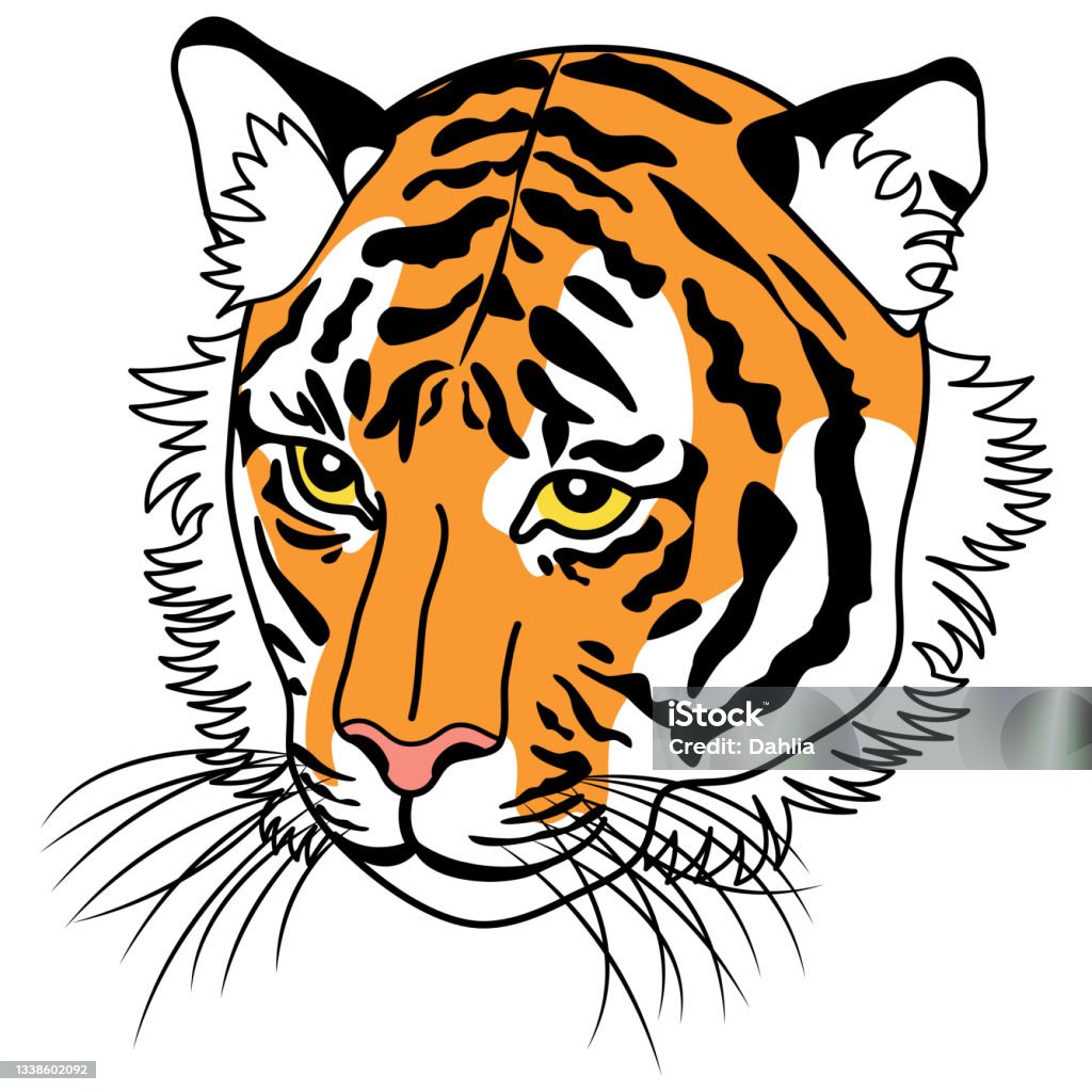 Hình Minh Họa Màu Sắc Của Khuôn Mặt Của Một Con Hổ Đối Mặt Với ...