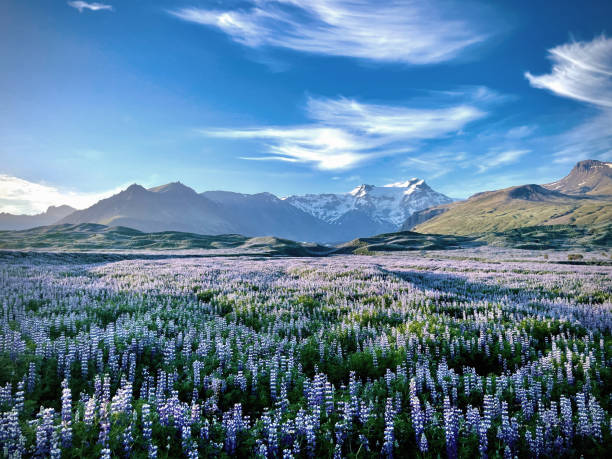 iceland blooming icelandic purple lupin flower field in summer - skaftafell national park stockfoto's en -beelden