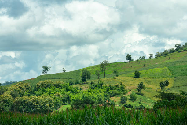 istock View of greenery mountain slope. 1338604700