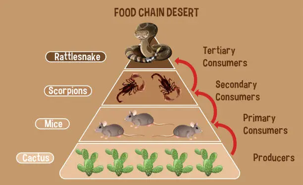 Vector illustration of Diagram showing Desert food chain for education