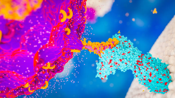 istock COVID-19 virus SARS-COV-2 coronavirus attacking a cell receptor, spike protein attached to ACE-2 receptor delta variant covid-19 delta strain 1338607826