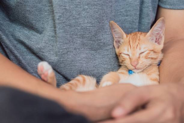 istock Cute kitten cat staying with owner at home background. 1338609456