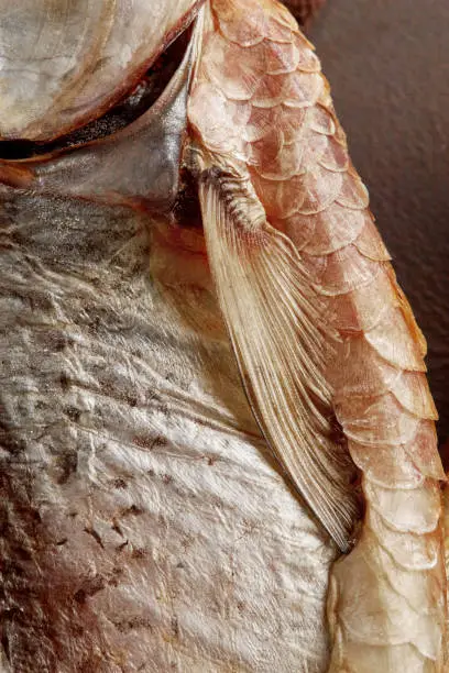 Photo of Closeup of air-dried roach with silvery skin, scales, pectoral fin and gill slit