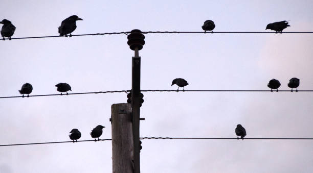 istock Crows roosting on power / telephone cables as it gets dark, 1338613333