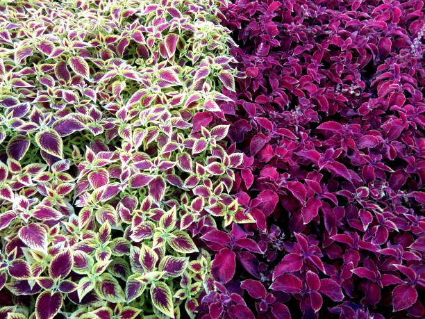 istock Coleus flower in Baia Mare, Romania 1338614361