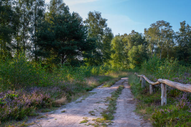 A path in heather landscape on sunny day.