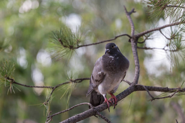 istock Lovely pigeons at the zoo 1338614811