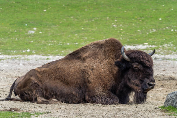 The American bison or simply bison, also commonly known as the American buffalo or simply buffalo, is a North American species of bison that once roamed North America in vast herds.