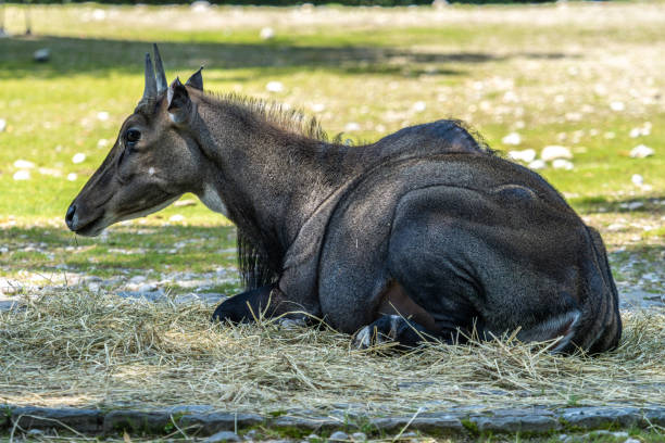 European Moose, Alces alces, also known as the elk. Wild life animal.