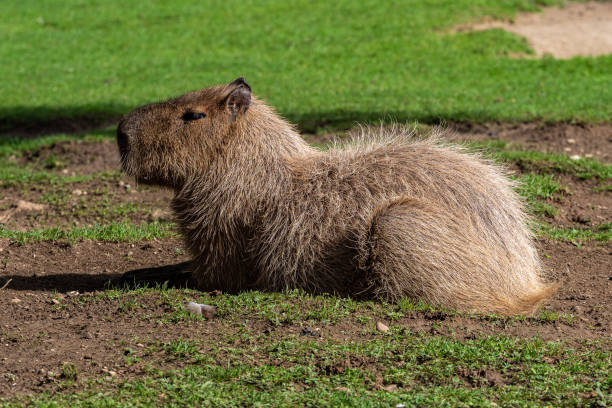 istock Capybara, Hydrochoerus hydrochaeris grazing on fresh green grass 1338615018