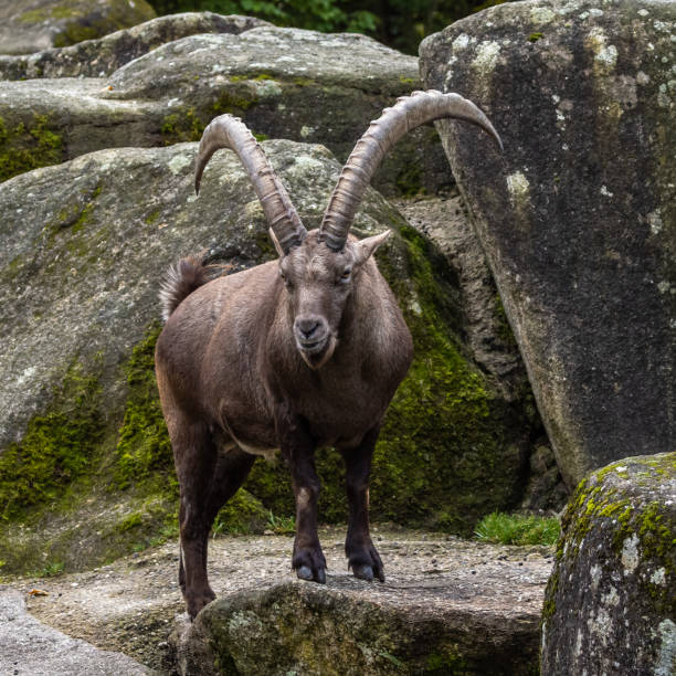 istock Male mountain ibex or capra ibex on a rock 1338615632