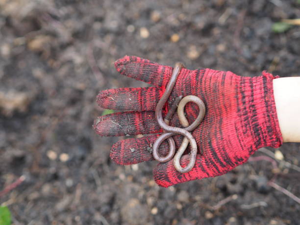 istock Earthworm Earthworms crawling on the ground can move through soil underground move longer distances on top of the soil, Annelida, Haplotaxida animal on hand woman 1338616090