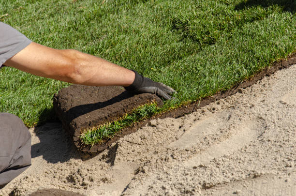 Afstoten legaal wat betreft 17,600+ Grass Mats Stock Photos, Pictures & Royalty-Free Images - iStock Afstoten legaal wat betreft 17,600+ Grass Mats Stock Photos, Pictures & Royalty-Free Images - iStock