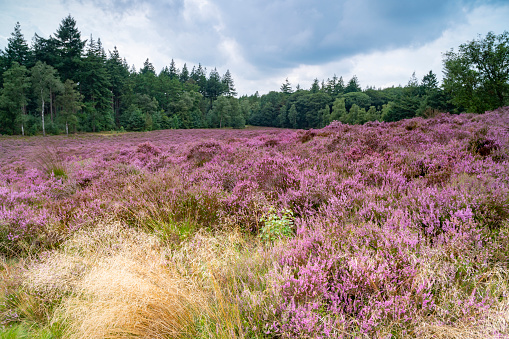 Blooming Heather plants coloring pink and purple in a Heathland landscape in summer in the Veluwe nature reserve during a summer day.