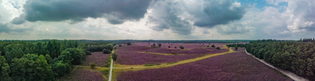 Heath blooming in a heathland landscape during summer Path through blooming Heather plants coloring pink and purple in a Heathland landscape in summer in the Veluwe nature reserve during a summer day. Drone view from above. gelderland photos stock pictures, royalty-free photos & images