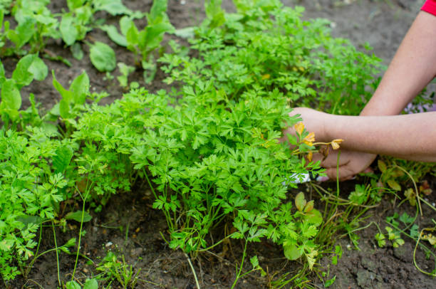 istock Harvesting in the vegetable garden 1338619774
