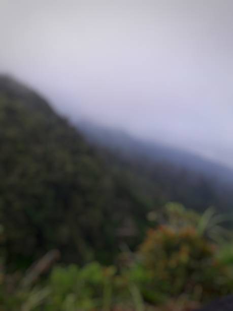 istock Defocused Lens Abstract of Pine Trees 1338620252