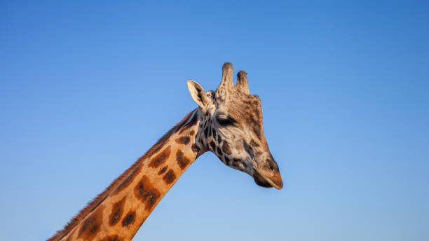 istock giraffe's head isolated against sky, portrait close up 1338621571
