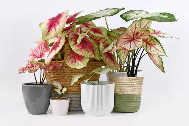 Different colorful exotic Caladium plants in flower pots  in front of white wall