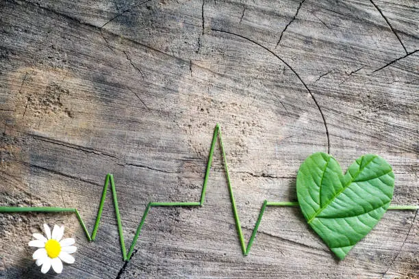 Photo of Heartbeat line from grass and leaf on old wooden background, living in harmony with nature concept