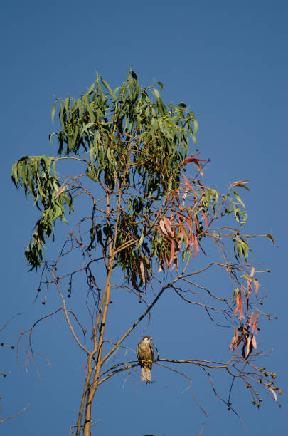istock Eleonora's falcon on a eucalyptus branch. 1338625763