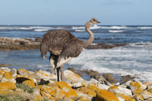 avestruz sudafricano o avestruz del cabo, struthio camelus australis (hembra), reserva natural de cape point, sudáfrica - cape point fotografías e imágenes de stock