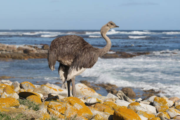 struś południowoafrykański lub struś przylądkowy, struthio camelus australis (samica), rezerwat przyrody cape point, republika południowej afryki - rezerwat przyrody zdjęcia i obrazy z banku zdjęć