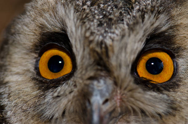 istock Face of a long-eared owl. 1338625979