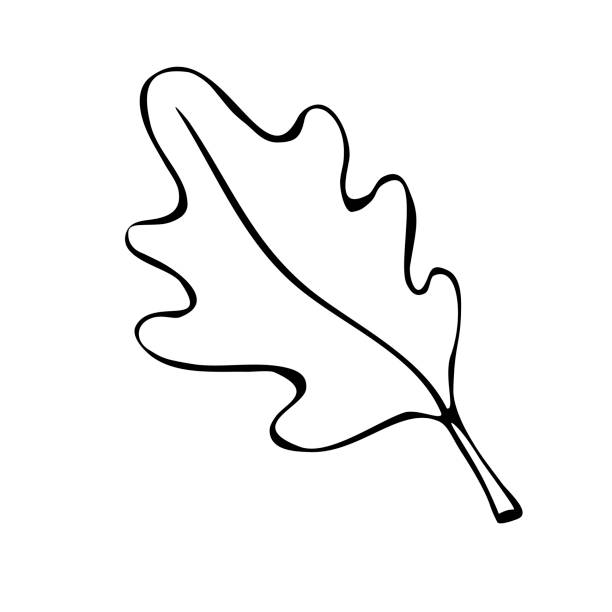 ilustrações de stock, clip art, desenhos animados e ícones de vector illustration of an oak leaf. doodle and outline elements of nature design. black contour isolated on white background - oak leaf leaf oak tree spring