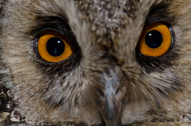 istock Face of a long-eared owl. 1338625992