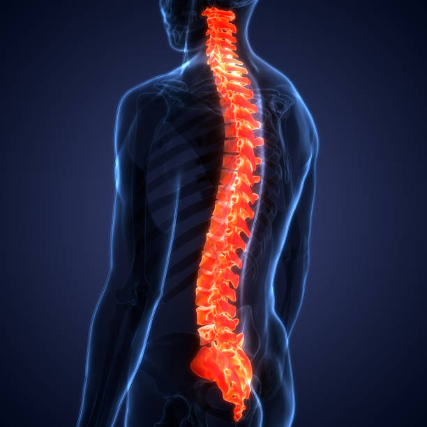 istock Spinal Cord Vertebral Column of Human Skeleton System Anatomy 1338629086