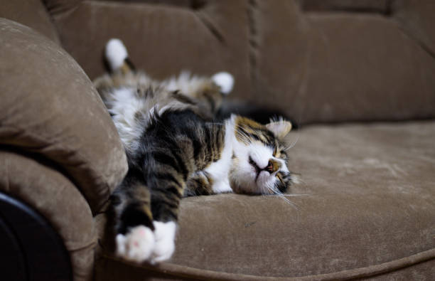 A sleeping multi colored tabby cat laying relaxed on the sofa.