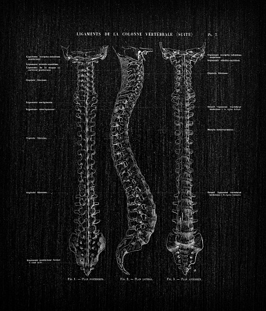 Illustration of human body anatomy from antique French art book: Spine ligaments