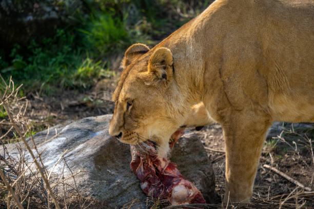 istock Lioness eating its prey. Blurred background. 1338632180