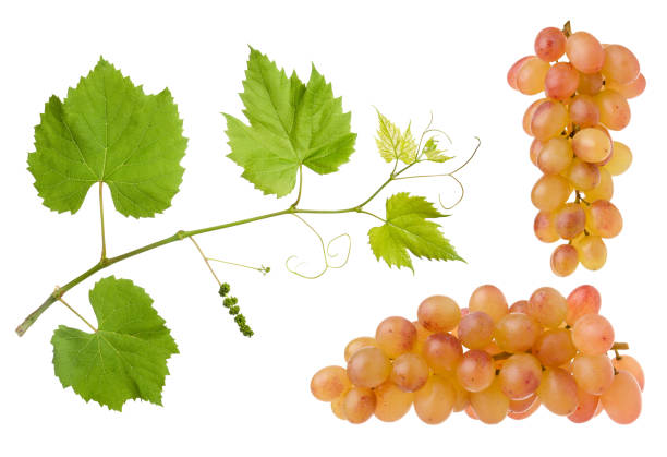 istock Grape berry bunch collection with green leaves on branch isolated on white background 1338632444