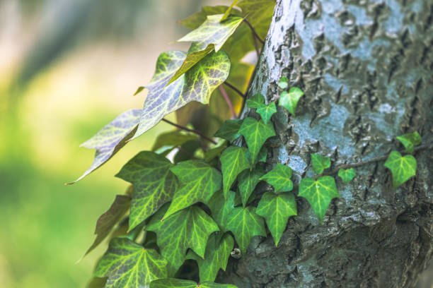 istock green ivy with blurred background growing on a tree trunk 1338632639